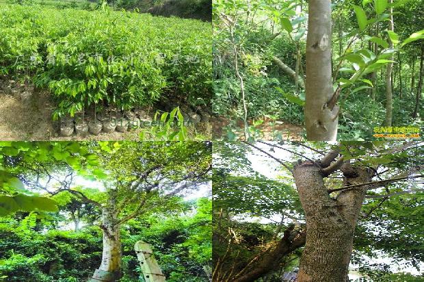 海南沉香树种的24条小知识1661616514488 海南沉香树种的24条小知识1661616514488