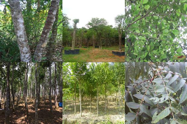 湖北能种植沉香树吗21条介绍，一定要看！