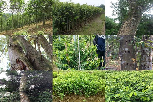湖北能种植沉香树吗21条介绍,一定要看!1661616525832 湖北能种植沉香树吗21条介绍,一定要看!1661616525832