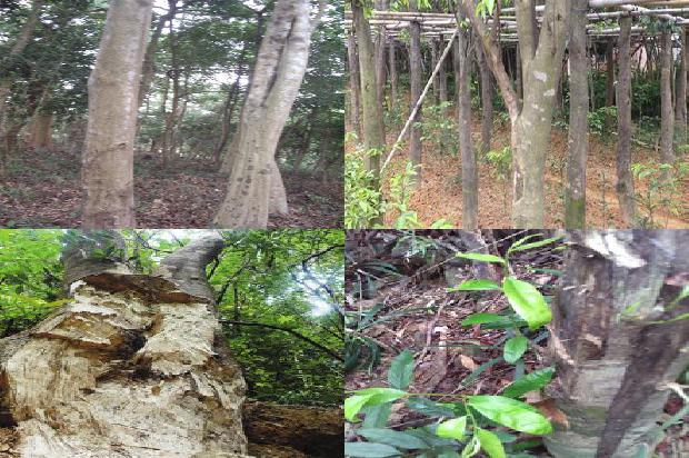 湖北能种植沉香树吗21条介绍,一定要看!1661616525838 湖北能种植沉香树吗21条介绍,一定要看!1661616525838