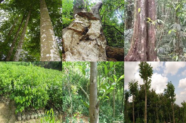 湖北能种植沉香树吗21条介绍,一定要看!1661616525850 湖北能种植沉香树吗21条介绍,一定要看!1661616525850