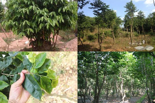 湖北能种植沉香树吗21条介绍,一定要看!1661616525862 湖北能种植沉香树吗21条介绍,一定要看!1661616525862