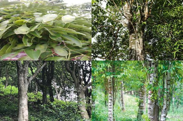 沉香树木材的用途35条介绍,你知道么?1661616551466 沉香树木材的用途35条介绍,你知道么?1661616551466