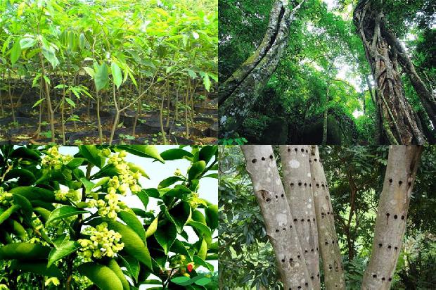 沉香树结香方法27条介绍，一定要看！