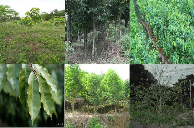 沉香树结香方法27条介绍,一定要看!1661616570039 沉香树结香方法27条介绍,一定要看!1661616570039