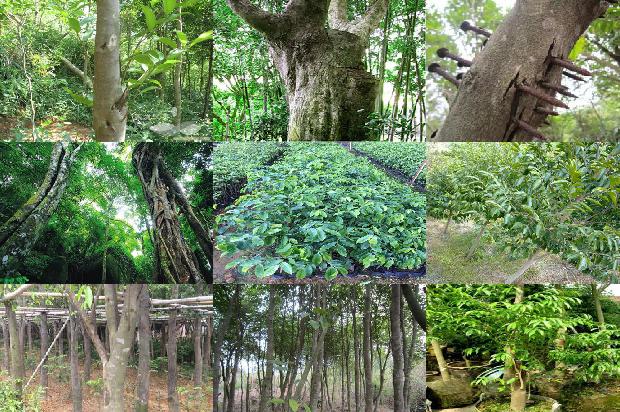 山东能种沉香树吗24条介绍,你知道么?1661702827896 山东能种沉香树吗24条介绍,你知道么?1661702827896