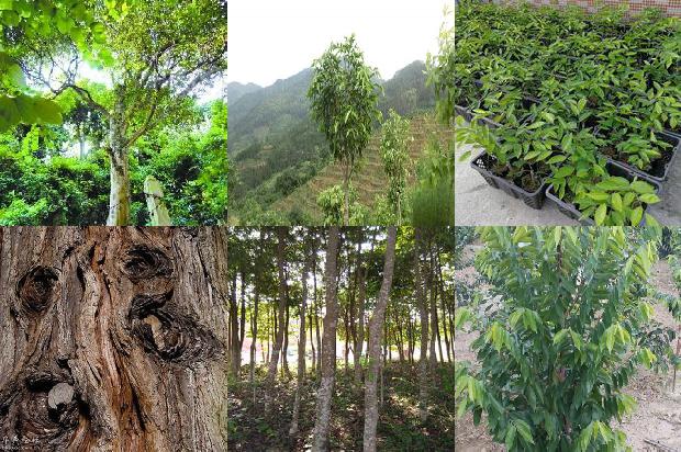 山东能种沉香树吗24条介绍,你知道么?1661702827903 山东能种沉香树吗24条介绍,你知道么?1661702827903