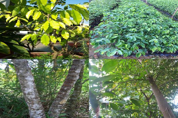 山东能种沉香树吗24条介绍,你知道么?1661702827909 山东能种沉香树吗24条介绍,你知道么?1661702827909