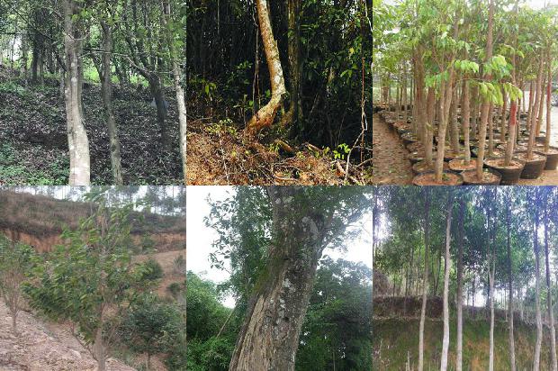 沉香树北方可以种植吗有盆栽的吗23条介绍