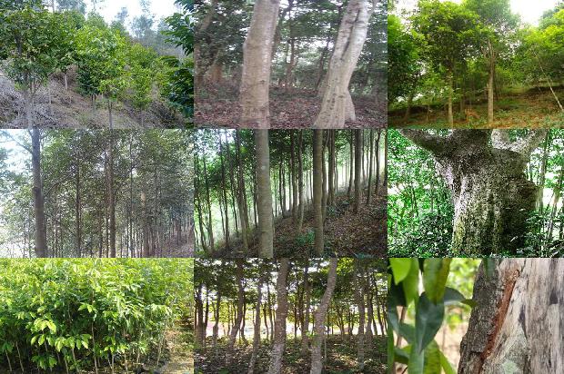 沉香树北方可以种植吗有盆栽的吗23条介绍1661702843587 沉香树北方可以种植吗有盆栽的吗23条介绍1661702843587
