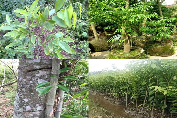 沉香树北方可以种植吗有盆栽的吗23条介绍1661702843600 沉香树北方可以种植吗有盆栽的吗23条介绍1661702843600