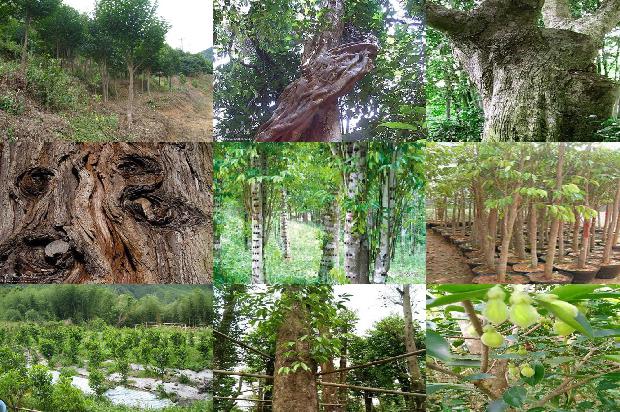 沉香树北方可以种植吗有盆栽的吗23条介绍1661702843606 沉香树北方可以种植吗有盆栽的吗23条介绍1661702843606