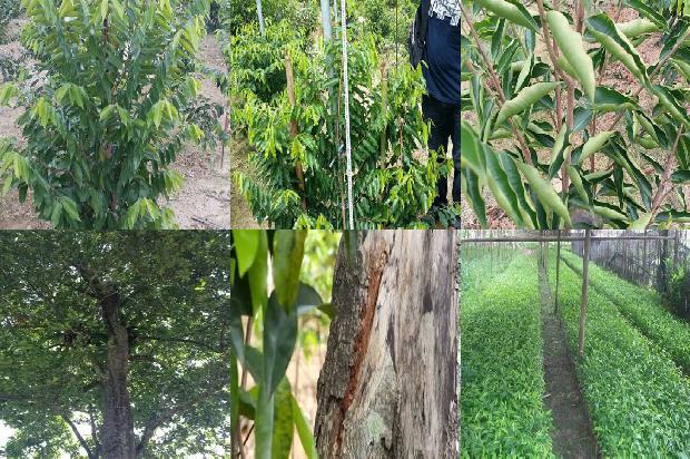 沉香树北方可以种植吗有盆栽的吗23条介绍1661702843618 沉香树北方可以种植吗有盆栽的吗23条介绍1661702843618