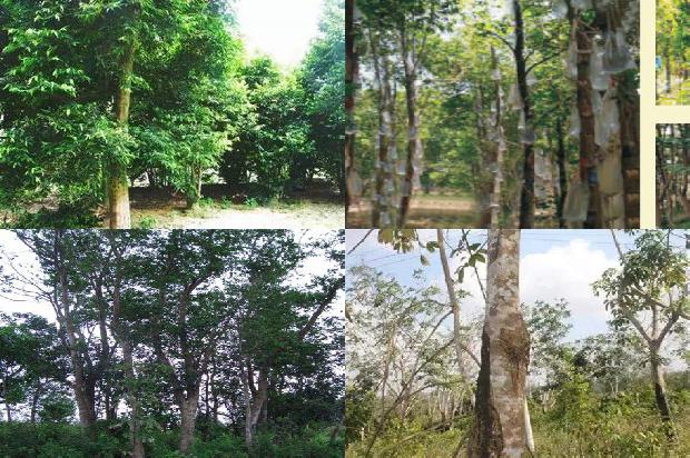 有没有沉香树苗30条介绍1661702851997 有没有沉香树苗30条介绍1661702851997