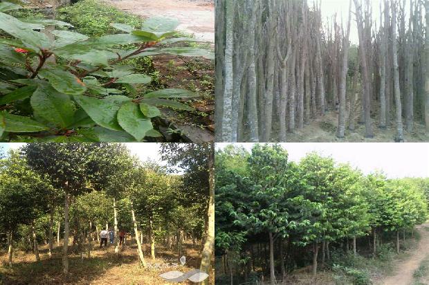 什么地方可种植奇楠沉香树的24条小知识