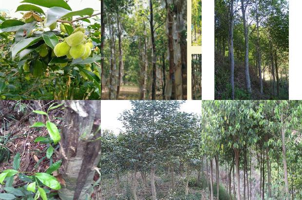 什么地方可种植奇楠沉香树的24条小知识1661702867803 什么地方可种植奇楠沉香树的24条小知识1661702867803