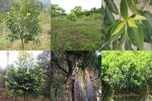 什么地方可种植奇楠沉香树的24条小知识1661702867815 什么地方可种植奇楠沉香树的24条小知识1661702867815