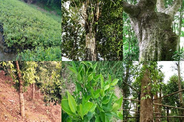 什么地方可种植奇楠沉香树的24条小知识1661702867827 什么地方可种植奇楠沉香树的24条小知识1661702867827