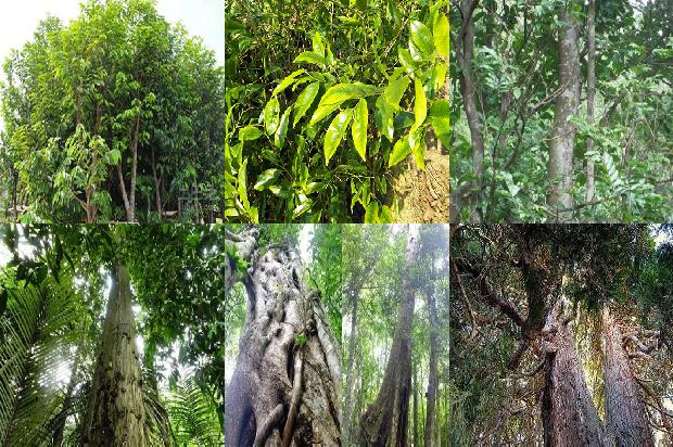 什么地方可种植奇楠沉香树的24条小知识1661702867833 什么地方可种植奇楠沉香树的24条小知识1661702867833