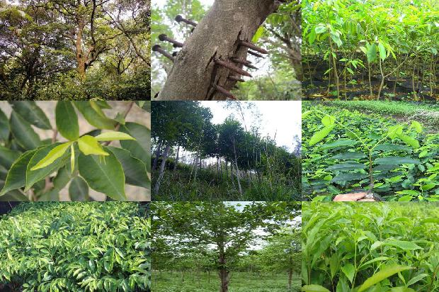 奇楠沉香树苗怎么种植24条介绍，一定要看！