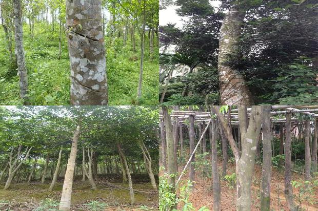 沉香树苗有什么作用21条介绍1661702900167 沉香树苗有什么作用21条介绍1661702900167