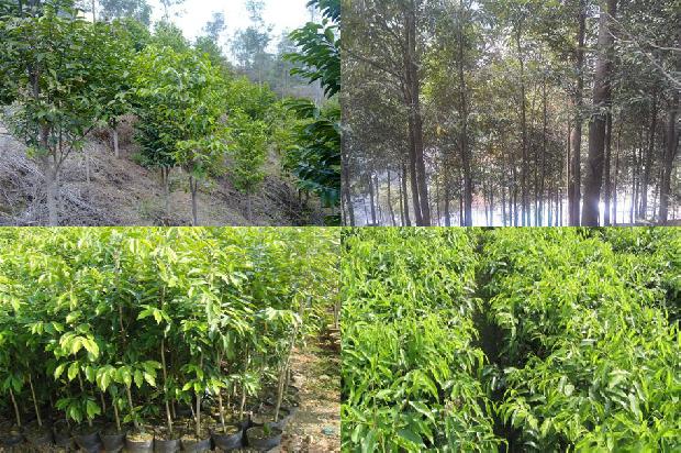 沉香树北方能种吗的30条小知识