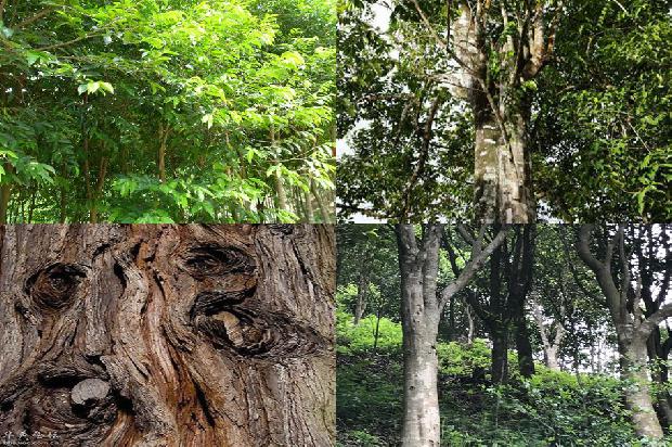沉香树北方能种吗的30条小知识1661702912654 沉香树北方能种吗的30条小知识1661702912654