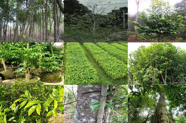 沉香树的养殖必看35点！