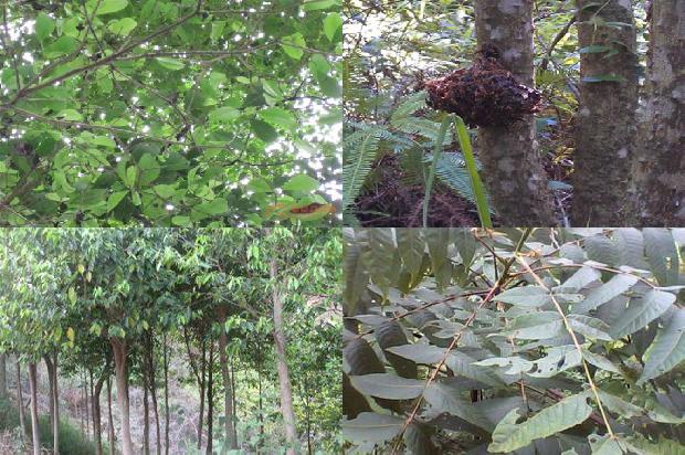 奇楠沉香树种植方法21条介绍,来看看有哪些1661789259519 奇楠沉香树种植方法21条介绍,来看看有哪些1661789259519