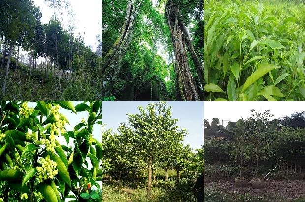 奇楠沉香树种植方法21条介绍,来看看有哪些1661789259525 奇楠沉香树种植方法21条介绍,来看看有哪些1661789259525