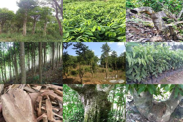 奇楠沉香树种植方法21条介绍,来看看有哪些1661789259531 奇楠沉香树种植方法21条介绍,来看看有哪些1661789259531