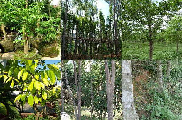 奇楠沉香树种植方法21条介绍,来看看有哪些1661789259537 奇楠沉香树种植方法21条介绍,来看看有哪些1661789259537