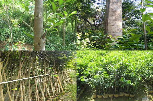 沉香树在北方可以种植吗-必看35条小知识