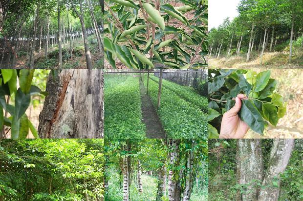 沉香树在北方可以种植吗-必看35条小知识1661789289307 沉香树在北方可以种植吗-必看35条小知识1661789289307