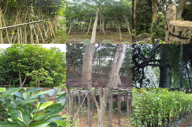 沉香树在北方可以种植吗-必看35条小知识1661789289313 沉香树在北方可以种植吗-必看35条小知识1661789289313