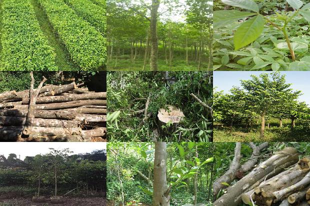 沉香树在北方可以种植吗-必看35条小知识1661789289319 沉香树在北方可以种植吗-必看35条小知识1661789289319