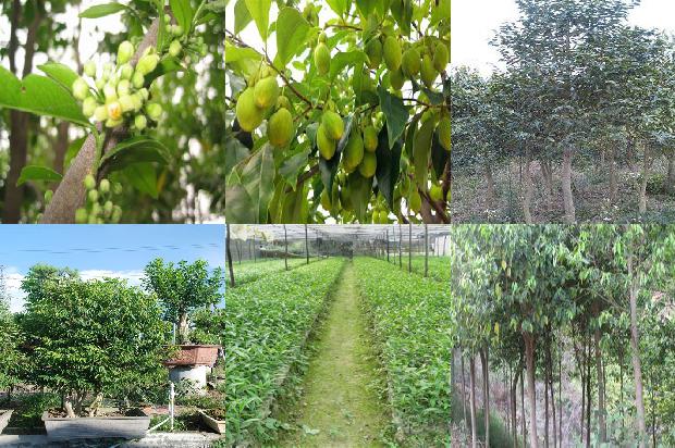 沉香树在北方可以种植吗-必看35条小知识1661789289325 沉香树在北方可以种植吗-必看35条小知识1661789289325