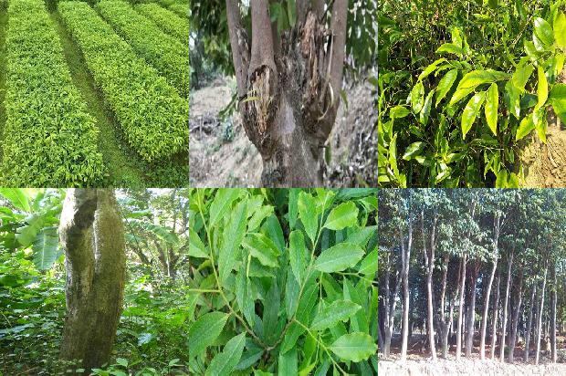 沉香树在北方可以种植吗-必看35条小知识1661789289331 沉香树在北方可以种植吗-必看35条小知识1661789289331