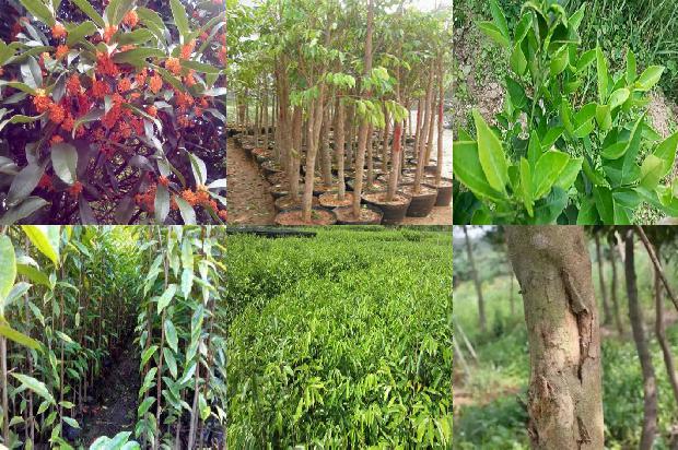 沉香树在北方可以种植吗-必看35条小知识1661789289337 沉香树在北方可以种植吗-必看35条小知识1661789289337
