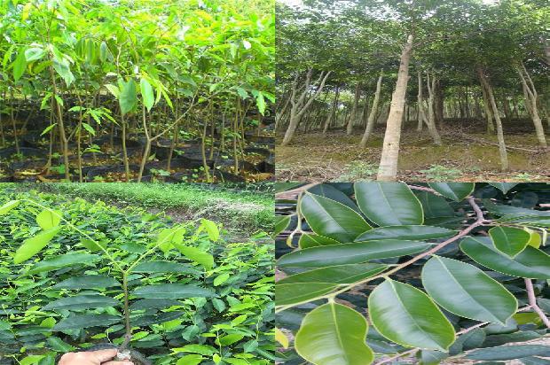 湖南适合种植沉香树吗的21条小知识1661789300598 湖南适合种植沉香树吗的21条小知识1661789300598