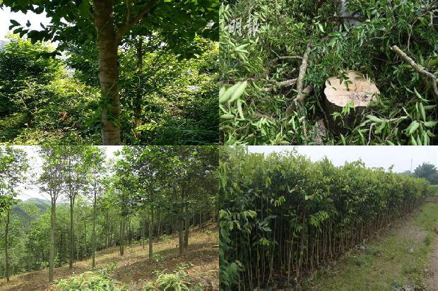 湖南适合种植沉香树吗的21条小知识1661789300604 湖南适合种植沉香树吗的21条小知识1661789300604