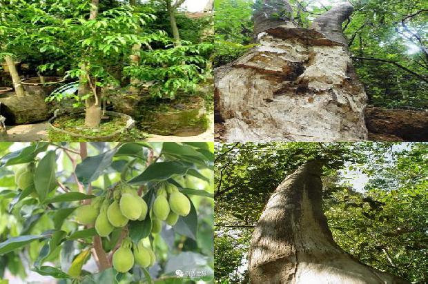 湖南适合种植沉香树吗的21条小知识1661789300610 湖南适合种植沉香树吗的21条小知识1661789300610