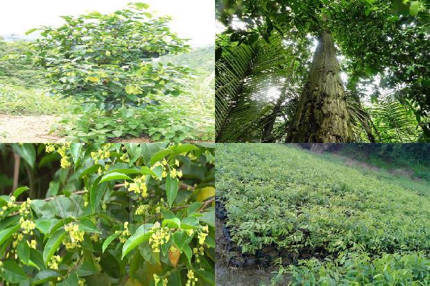 湖南适合种植沉香树吗的21条小知识1661789300622 湖南适合种植沉香树吗的21条小知识1661789300622