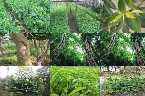 湖南适合种植沉香树吗的21条小知识1661789300628 湖南适合种植沉香树吗的21条小知识1661789300628