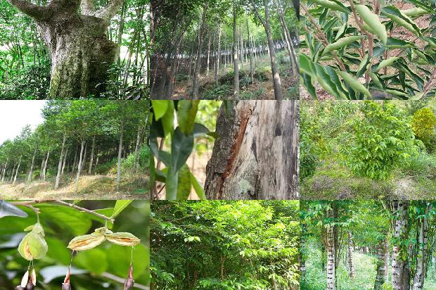 怎样种沉香树24条介绍,一定要看!1661789318675 怎样种沉香树24条介绍,一定要看!1661789318675