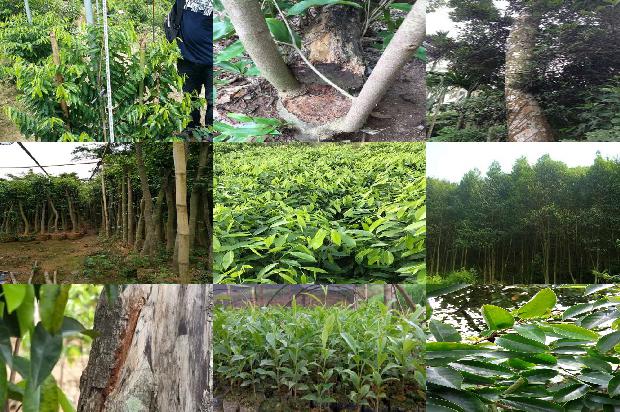 哪些地方可种奇楠沉香树1695427723081 哪些地方可种奇楠沉香树1695427723081