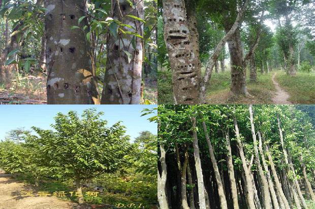白木沉香树苗22条介绍1661875677260 白木沉香树苗22条介绍1661875677260