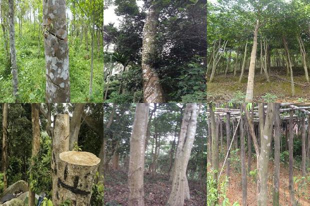 沉香树在哪-必看31条小知识1661875702614 沉香树在哪-必看31条小知识1661875702614