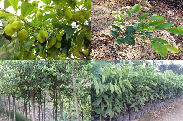 种植沉香树收益怎么样17条介绍