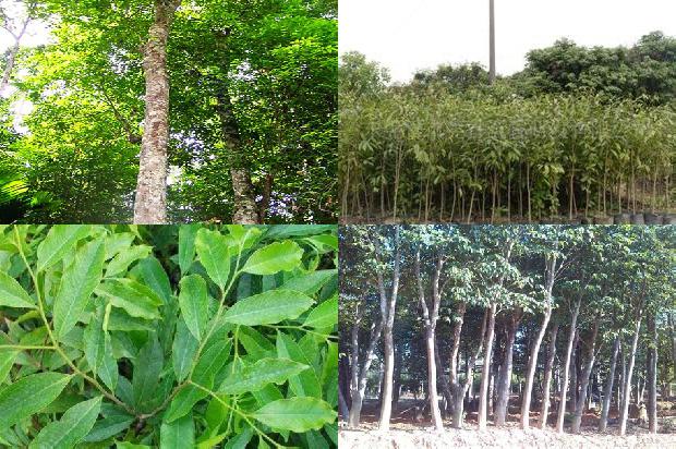 种植沉香树收益怎么样17条介绍1661875729318 种植沉香树收益怎么样17条介绍1661875729318